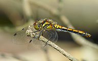 Black Darter (Female, Sympetrum danae)